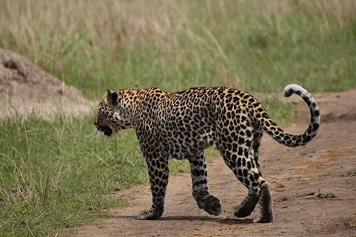 Uganda 9-Day Wildlife & Gorilla Safari — Murchison, Kibale, Queen Elizabeth & Bwindi photo 1