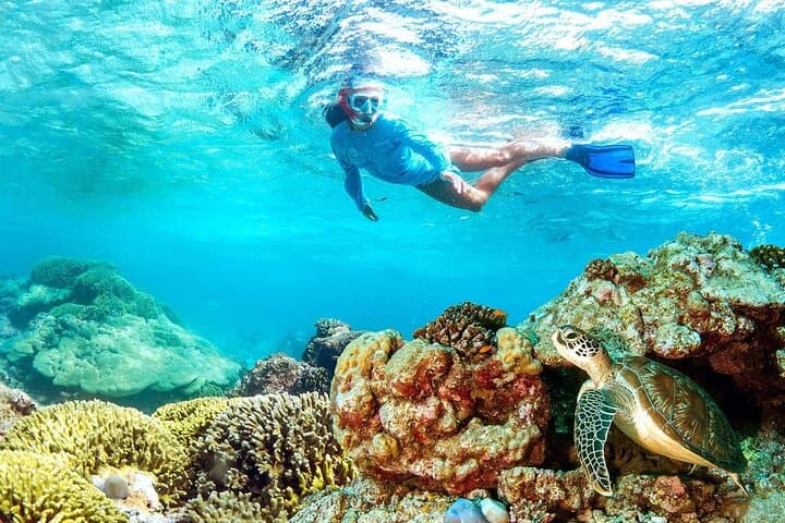 Half-Day Snorkeling at Mnemba Coral Gardens: Swim with Turtles & Reef Fish photo 1