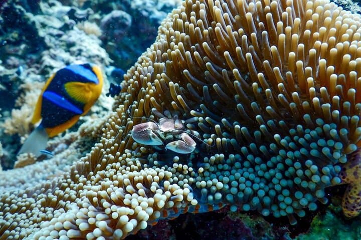 Half-Day Snorkeling at Mnemba Coral Gardens: Swim with Turtles & Reef Fish photo 4