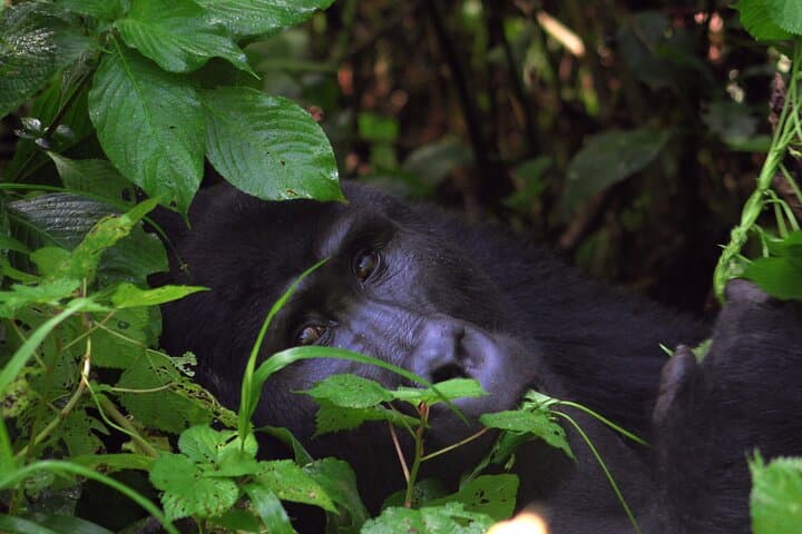 3-Day Bwindi Gorilla Safari: Close Encounters with Mountain Gorillas in Uganda photo 6