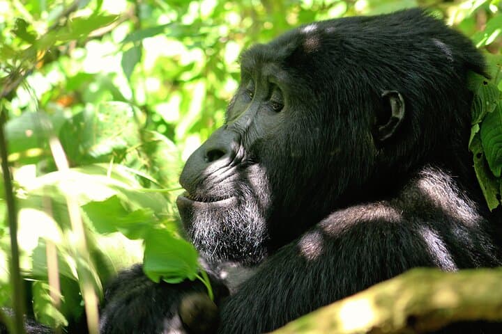 3-Day Bwindi Gorilla Safari: Close Encounters with Mountain Gorillas in Uganda