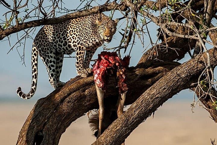 Budget 4-Day Maasai Mara and Lake Nakuru Safari photo 6