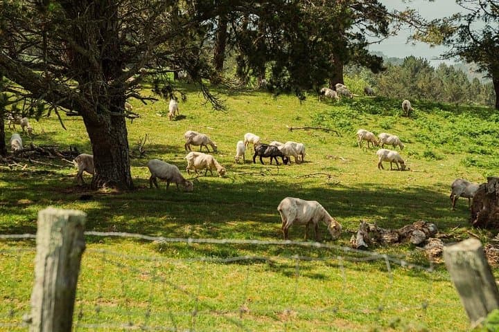 Jaizkibel Coastal Trek: Private Full-Day Hike from San Sebastián