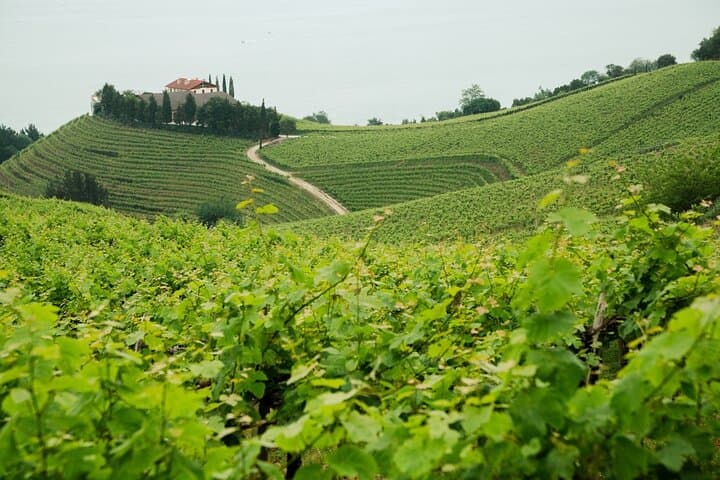 Basque Cheese & Txakoli Wine Private Gastronomic Tour from San Sebastián