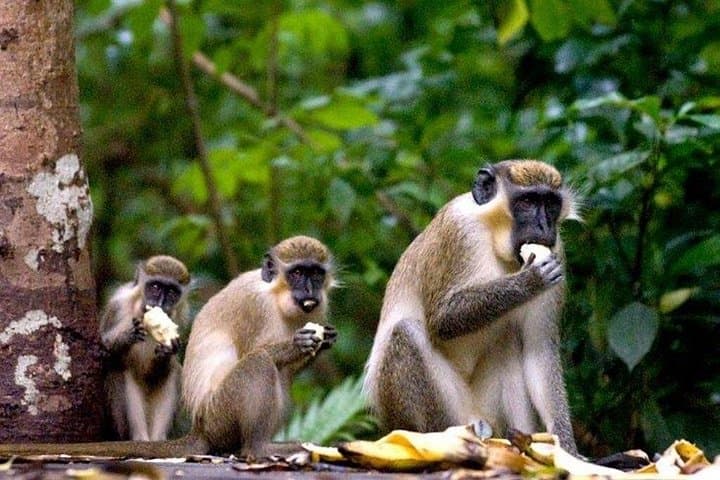 Full-Day Barbados Natural Heritage Tour: Caves, Windmills & Wildlife photo 5