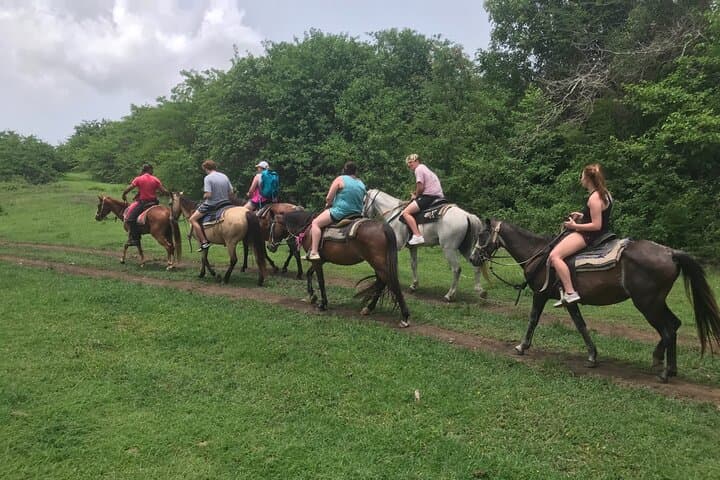 Horseback Riding in St. Croix: Rainforest & Pasture Tour (90 Minutes)