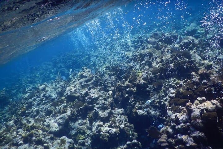 West End Snorkel, Chocolate & Rum Tasting Tour — Roatán Coral Reef Experience photo 5
