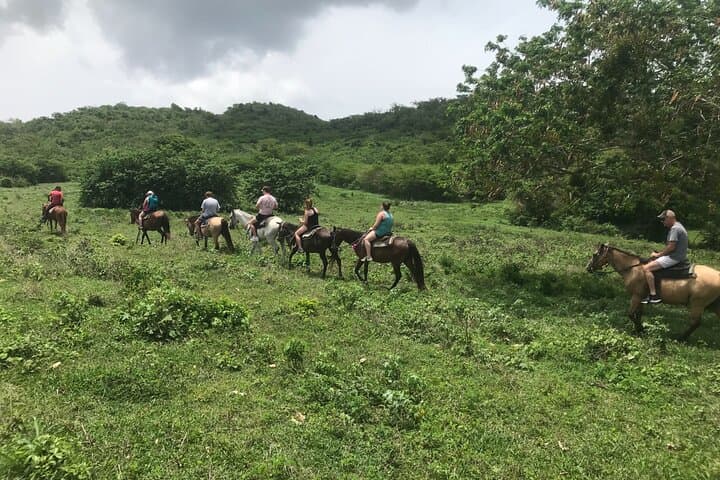 Horseback Riding in St. Croix: Rainforest & Pasture Tour (90 Minutes) photo 2