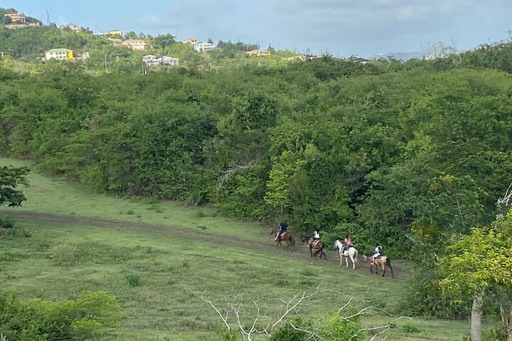 Horseback Riding in St. Croix: Rainforest & Pasture Tour (90 Minutes) photo 3