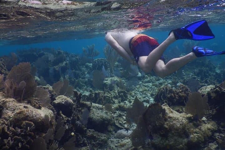 West End Snorkel, Chocolate & Rum Tasting Tour — Roatán Coral Reef Experience photo 2