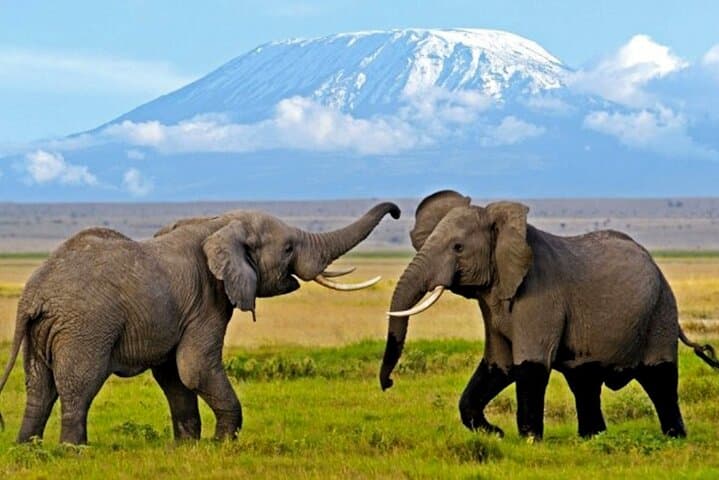 5-Day Amboseli & Tsavo West Safari: Kilimanjaro Views and Private Game Drives photo 2