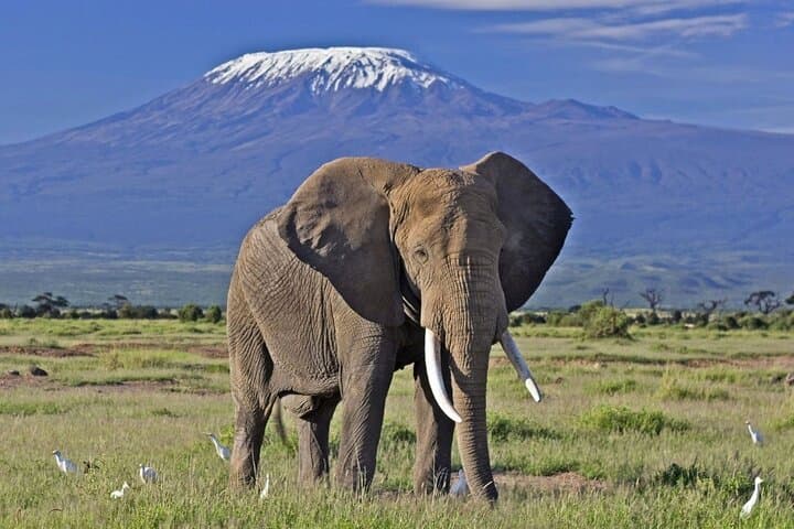 5-Day Amboseli & Tsavo West Safari: Kilimanjaro Views and Private Game Drives photo 1