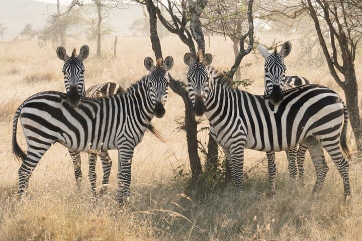12-Day Luxury Tanzania Honeymoon Safari and Zanzibar: Serengeti, Ngorongoro & Nungwi Beaches photo 5