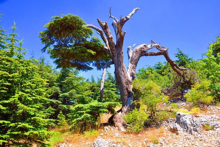 4-Night Lebanon Highlights: Jeita Grotto, Byblos, Baalbek & Cedars Tour photo 1