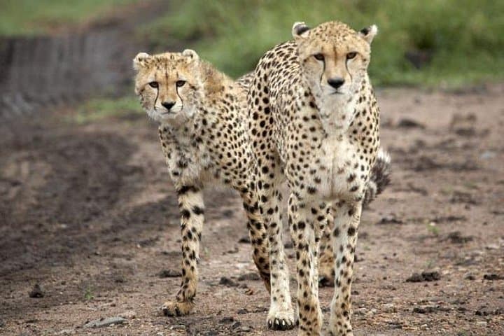 5-Day Tarangire, Serengeti & Ngorongoro Safari: Big Five and Great Migration Highlights