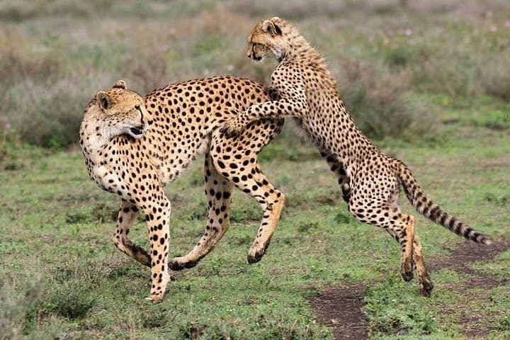 5-Day Tarangire, Serengeti & Ngorongoro Safari: Big Five and Great Migration Highlights photo 2