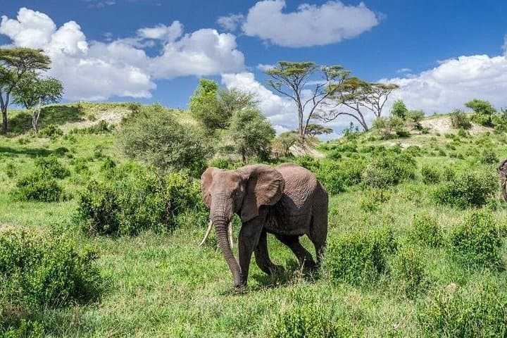 5-Day Tarangire, Serengeti & Ngorongoro Safari: Big Five and Great Migration Highlights photo 3