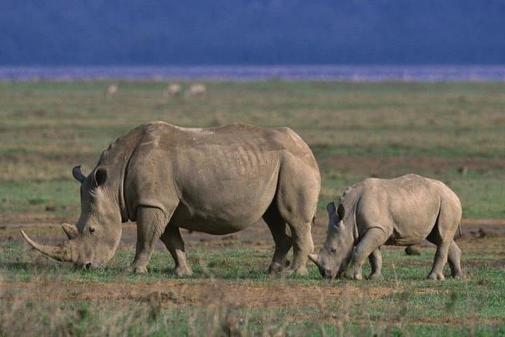 5-Day Tarangire, Serengeti & Ngorongoro Safari: Big Five and Great Migration Highlights photo 4