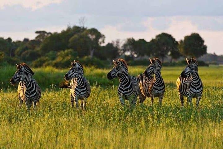 5-Day Tarangire, Serengeti & Ngorongoro Safari: Big Five and Great Migration Highlights photo 5