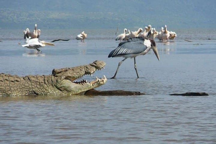 5-Day Tarangire, Serengeti & Ngorongoro Safari: Big Five and Great Migration Highlights photo 6