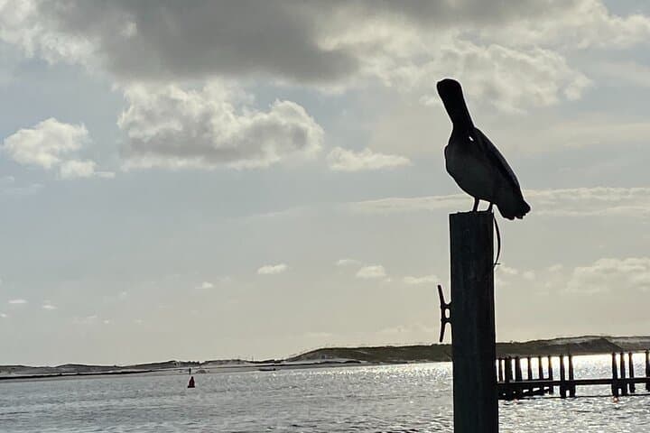 Destin Sunset Pontoon Cruise: Private Eco Tour to Crab Island & Norriego Point photo 4