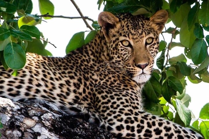 4-Day Victoria Falls Safari & Chobe Game Drive: Zambezi Sundowners to Chobe Elephants photo 6