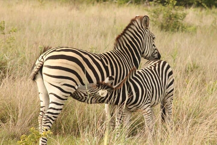 4-Day Victoria Falls Safari & Chobe Game Drive: Zambezi Sundowners to Chobe Elephants