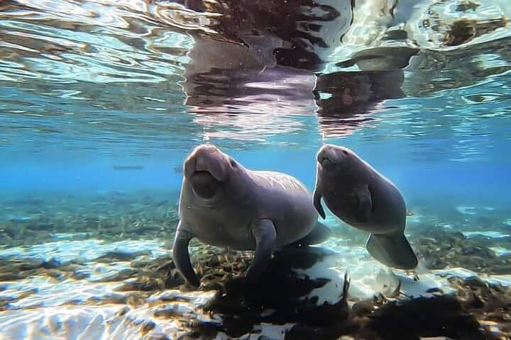 Manatee Kayak Encounter in Crystal River — Paddle with Wild Manatees photo 6