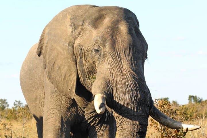 4-Day Victoria Falls Safari & Chobe Game Drive: Zambezi Sundowners to Chobe Elephants photo 2