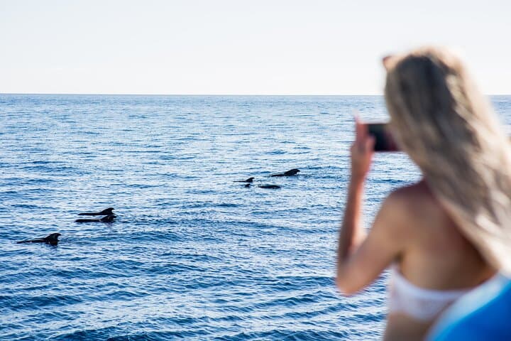 Royal Dolphin Whale Watching Excursion from Costa Adeje — Tenerife Catamaran Tour photo 4