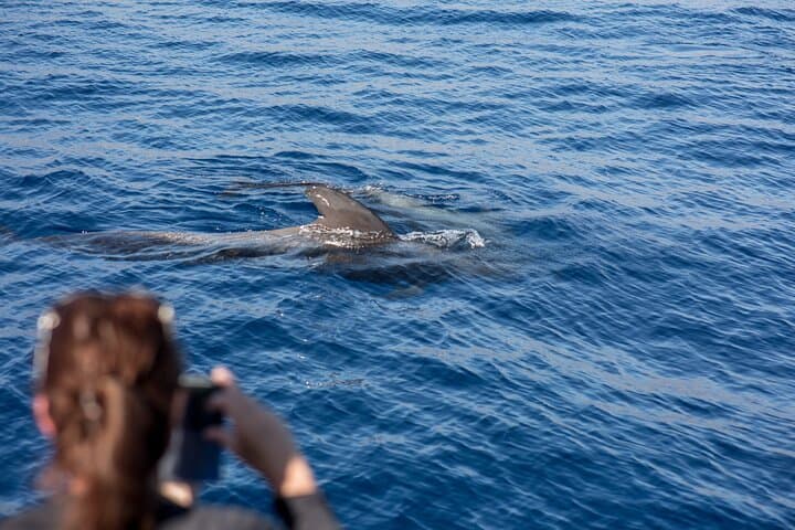Royal Dolphin Whale Watching Excursion from Costa Adeje — Tenerife Catamaran Tour photo 6