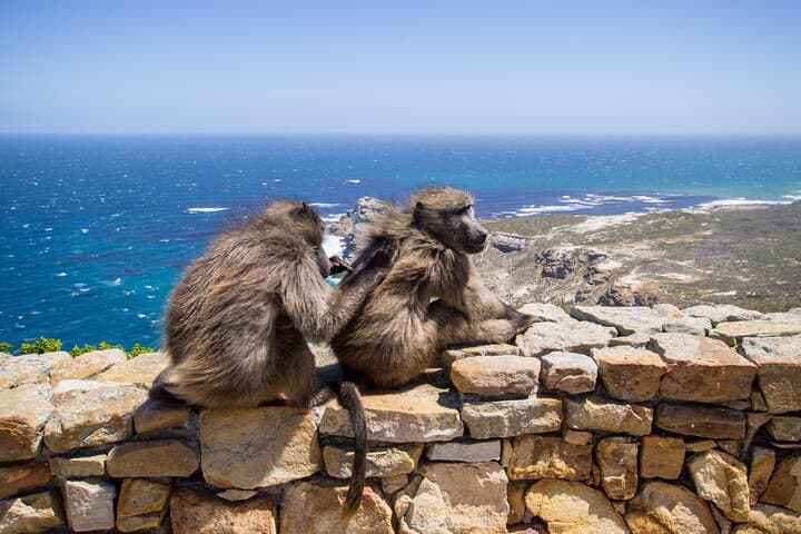 full-day-private-cape-peninsula-tour-table-mountain-cape-point-penguins photo 6