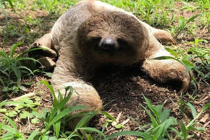 Sloth Rainforest Hike and Hidden Waterfall Near Liberia — Guided Day Tour