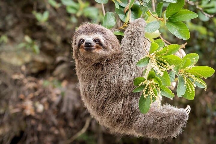 Sloth Rainforest Hike and Hidden Waterfall Near Liberia — Guided Day Tour photo 2