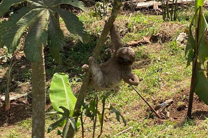 Sloth Rainforest Hike and Hidden Waterfall Near Liberia — Guided Day Tour photo 4