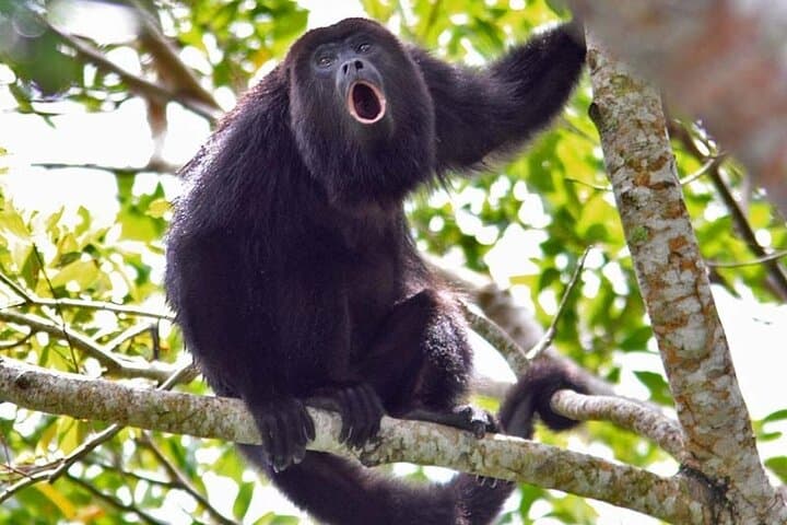 Sloth Rainforest Hike and Hidden Waterfall Near Liberia — Guided Day Tour photo 6