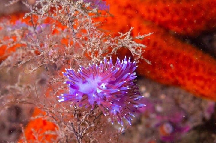 Morning Double Dives in Lagos: Two Boat Dives for Certified Divers photo 2