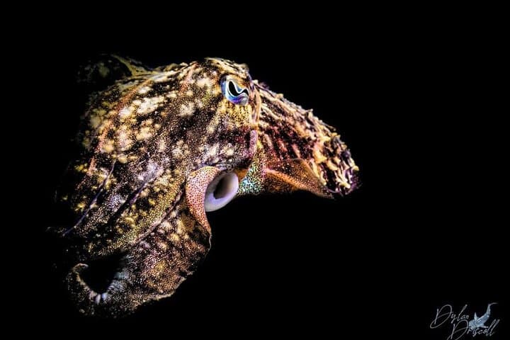 Morning Double Dives in Lagos: Two Boat Dives for Certified Divers