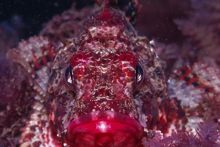 Morning Double Dives in Lagos: Two Boat Dives for Certified Divers photo 3