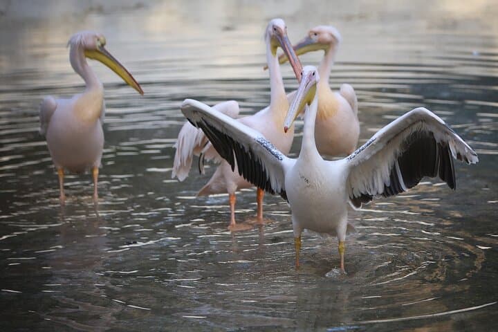 Explore Cairo's Historic Giza Zoo: Private Half-Day Wildlife Tour