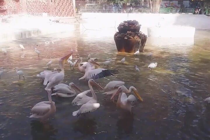 Explore Cairo's Historic Giza Zoo: Private Half-Day Wildlife Tour photo 2