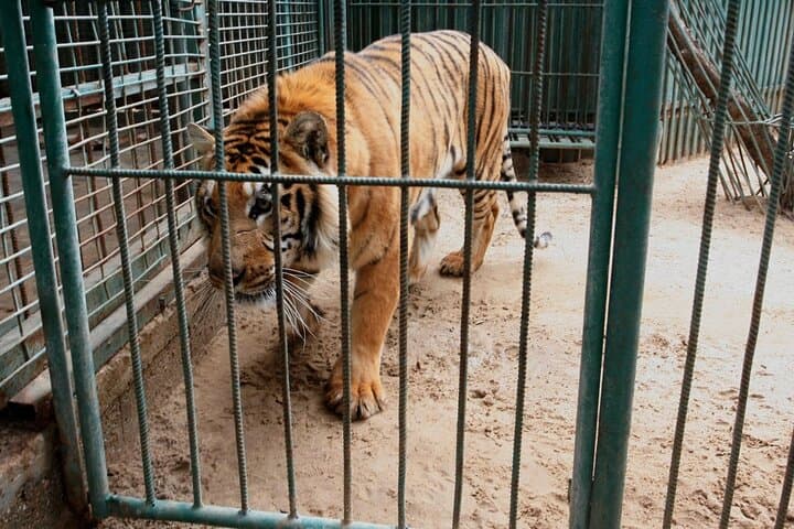 Explore Cairo's Historic Giza Zoo: Private Half-Day Wildlife Tour photo 5