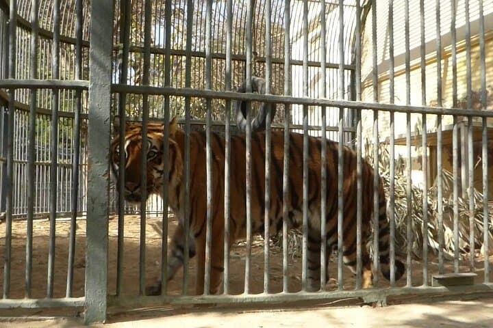 Explore Cairo's Historic Giza Zoo: Private Half-Day Wildlife Tour photo 4