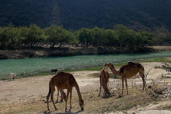 Half-Day Private Salalah East Tour: Wadi Darbat, Jebel Samhan & Taqah photo 3