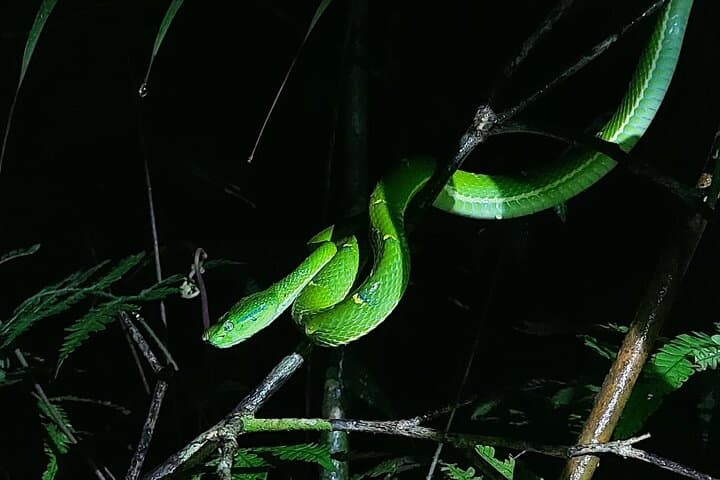 Monteverde Night Walk: Guided Cloud Forest Night Tour & Wildlife Viewing