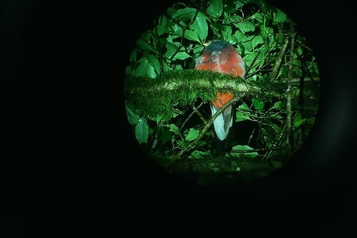 Monteverde Night Walk: Guided Cloud Forest Night Tour & Wildlife Viewing photo 2