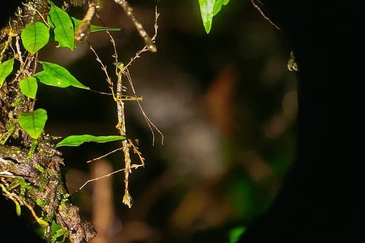 Monteverde Night Walk: Guided Cloud Forest Night Tour & Wildlife Viewing photo 3