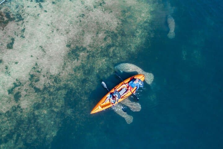 Manatee Kayak Encounter in Crystal River — Paddle with Wild Manatees photo 2