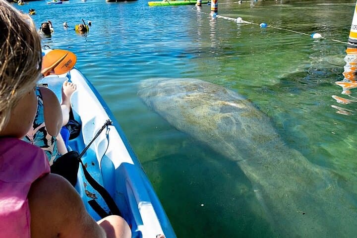 Manatee Kayak Encounter in Crystal River — Paddle with Wild Manatees photo 5