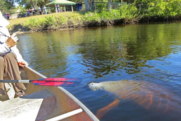 Manatee Kayak Encounter in Crystal River — Paddle with Wild Manatees photo 4